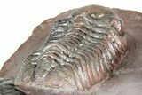 Five Trilobites (Four Species) in Association - Jorf, Morocco #334862-20
